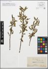 Foto von Salix fragilis L.